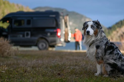 Camper Con Perro