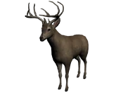 Venado