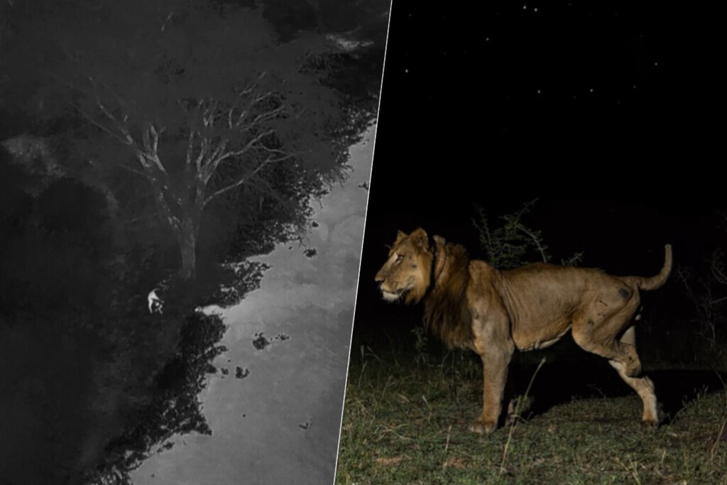 Si la pregunta es cuánto puede nadar un león, la respuesta es: más de lo que creíamos