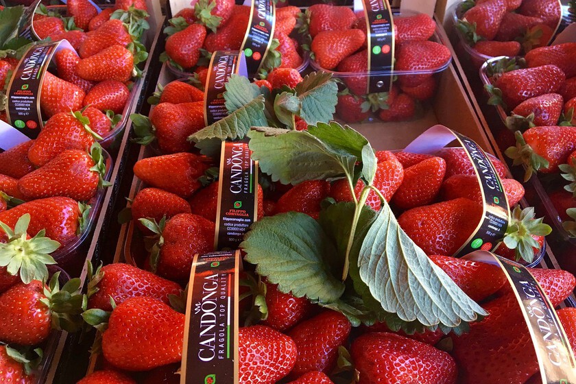 Strawberries 2417755 1280