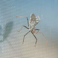 No volverá a entrar en casa ni un mosca: esta mosquitera magnética barata se instala en minutos y sin herramientas  