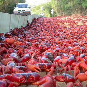 En Isla de Navidad viven 1.500 personas y 120 millones de cangrejos. Para Google, es el sitio ideal para colocar un cable submarino 