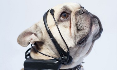 ¿No entiendes a tu mascota? Aquí te traemos un traductor de ladridos, ¡justo lo que necesitas! 