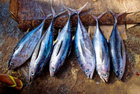 Cómo congelar correctamente pescados y mariscos