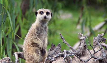 Qué es Meerkat, por qué está pegando tan fuerte y por qué Twitter le tiene miedo