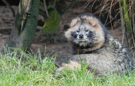 Perro mapache o Tanuki