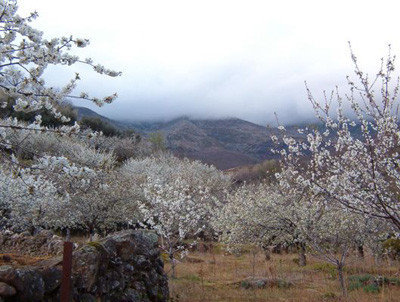 Valle del Jerte, la floración de los cerezos