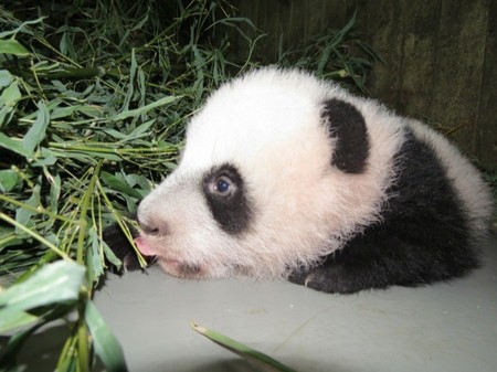 El macho de oso panda nacido en el Zoo Aquarium de Madrid en agosto 2013 se llamará Xing Bao