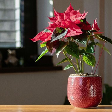 Esta experta en plantas avisa sobre la poinsettia: “Si quieres que llegue a Reyes, no la riegues en exceso"