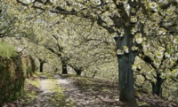 Valle del Jerte: las poblaciones a visitar para ver la floración del cerezo