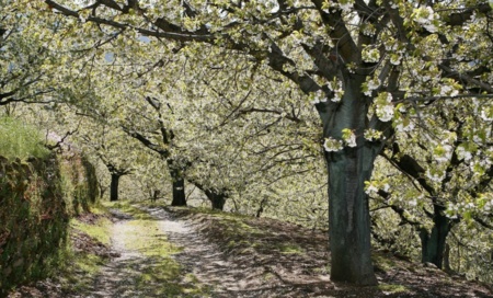 Valle del Jerte: las poblaciones a visitar para ver la floración del cerezo