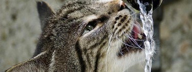 He visto a ese gato de TikTok haciendo largos en una piscina. ¿Por qué el mío le tiene pánico al agua?