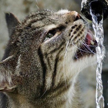He visto a ese gato de TikTok haciendo largos en una piscina. ¿Por qué el mío le tiene pánico al agua?