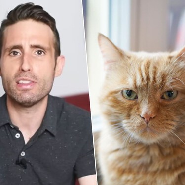 Carlos Gutiérrez, veterinario: "Casi todos los gatos naranjas son en realidad atigrados y eso les hace ser muy familiares"