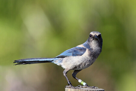 Arrendajo De Matorral De Florida