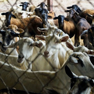 Los coreanos se despiden de comprar o comer carne de perro en 2027. Ya hay un sector ganadero que se está frotando las manos