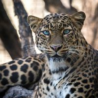 Por que leopardos da África do Sul encolheram para metade do seu tamanho original? 