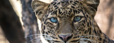 Por que leopardos da África do Sul encolheram para metade do seu tamanho original? 