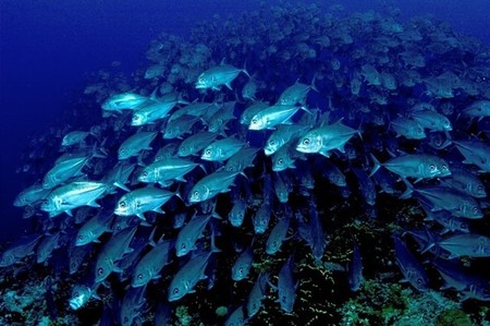El ruido humano amenaza a los bancos de peces