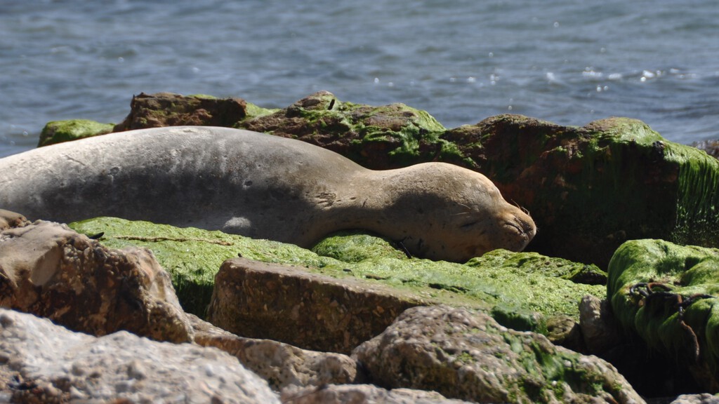 Cataluña quiere traer un animal que perdió hace medio siglo. Los pescadores ya han echado cuentas y están en pie de guerra: "Puede devorar hasta 30 kg de pescado al día"