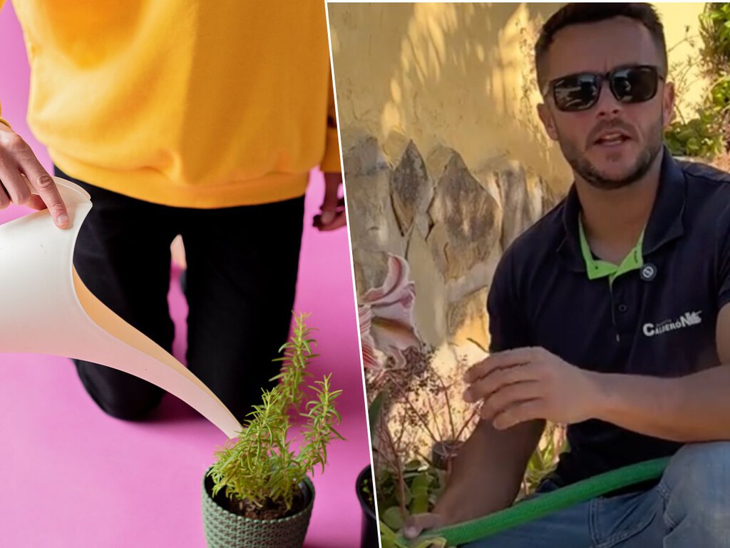Joan Calderón, experto jardinero: «La mayoría de las plantas no se mueren por falta de agua, sino porque las regamos mal»