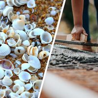 Após décadas buscando uma alternativa ao cimento, a encontramos em um lugar inusitado: as conchas marinhas 