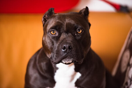 Primer plano de un pitbull negro