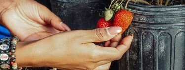 El truco del jardinero para plantar fresas en maceta y que vivan todo el año