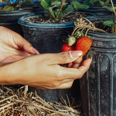 El truco del jardinero para plantar fresas en maceta y que vivan todo el año