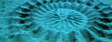 Este círculo perfecto bajo una isla de Japón no lo hizo un humano. Y tan sorprendente como el autor fue el propósito
