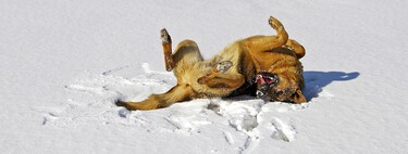 Juegos y actividades en la nieve que son seguros para tu perro 