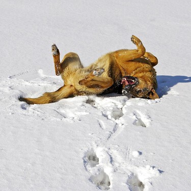 Juegos y actividades en la nieve que son seguros para tu perro 