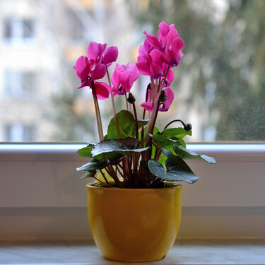 No es la típica flor de Pascua: Aldi vende la flor de invierno más bonita que decora sin necesidad de cuidados complicados