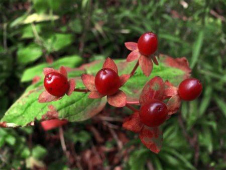 El arándano rojo, la mejor manera de prevenir la cistitis