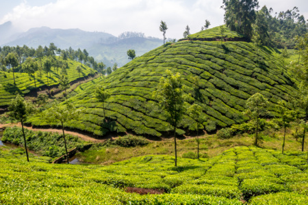 Compañeros de ruta: De Kuala Lumpur a las Islas Fidji, pasando por Munnar