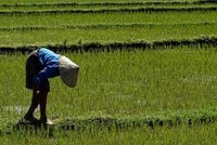 Tus fotos de viaje: campos de arroz en Vietnam