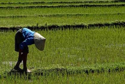 Tus fotos de viaje: campos de arroz en Vietnam