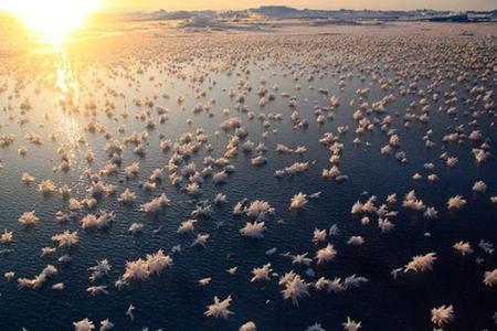 Las flores de hielo (saladas) que podéis encontrar en la Antártida