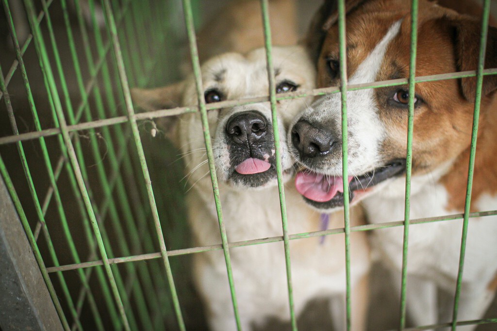 South Koreans Face a Massive Issue: What to Do With the Thousands of Dogs They Can No Longer Eat 