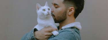 Gato ajuda com estresse? Novo estudo revela que acariciar os bichanos pode nos deixar ainda mais irritados
