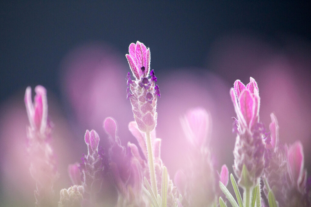 Lavanda en el jardín: tres consejos de profesionales para lograr un esplendor floral perfecto 