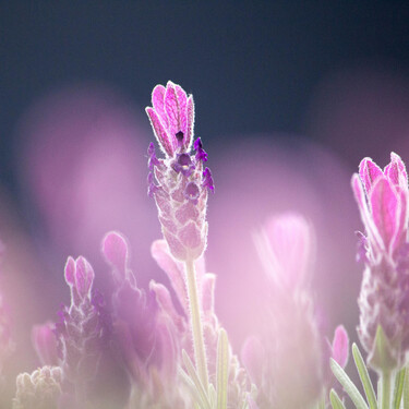 Lavanda en el jardín: tres consejos de profesionales para lograr un esplendor floral perfecto 