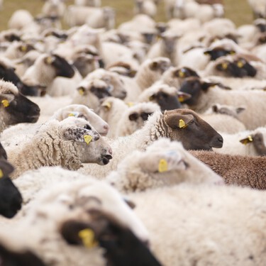El misterio de las ovejas que caminan en círculos sin parar tiene una explicación. Y es algo que podría sucederle a tu animal de compañía