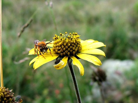 Si desaparecen los insectos, la economía mundial sufriría un enorme retroceso