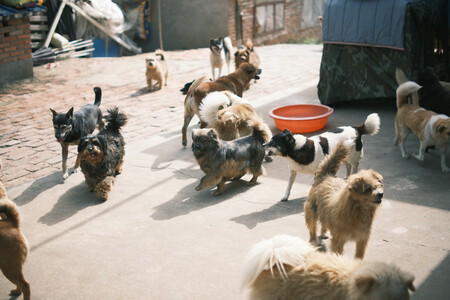 Un grupo de perros en una residencia canina