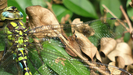 Nothing but a Nokia, fotos que se pueden conseguir solamente con un Windows Phone