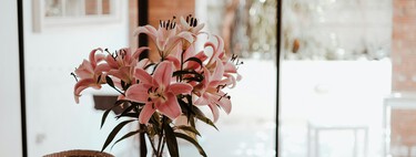 Llegan a Lidl tres plantas con flor para dar vida al salón por menos de diez euros