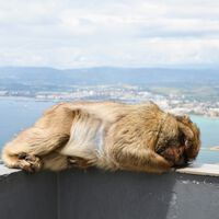 Los monos de Gibraltar llevan años atiborrándose de Doritos por nuestra culpa. Y están comiendo tierra para purgarse