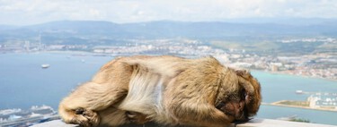 Los monos de Gibraltar llevan años atiborrándose de Doritos por nuestra culpa. Y están comiendo tierra para purgarse