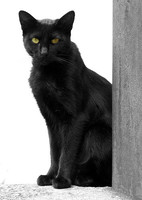 Aprovechando el Plan de negocio ajeno: ¿Importa la suerte?